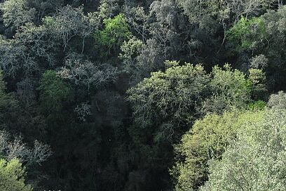 Agrandir l'image, fenêtre modale
