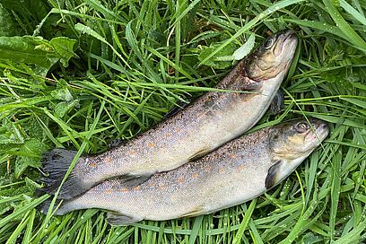 Agrandir l'image, fenêtre modale