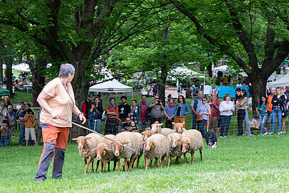 Agrandir l'image, fenêtre modale