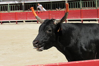 Agrandir l'image, fenêtre modale
