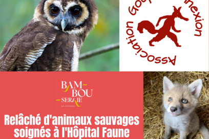 Agrandir l'image, fenêtre modale