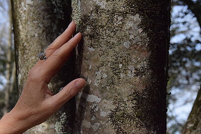 Agrandir l'image, fenêtre modale
