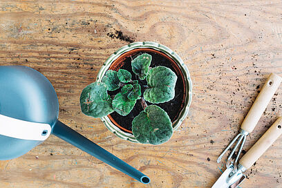 Agrandir l'image, fenêtre modale