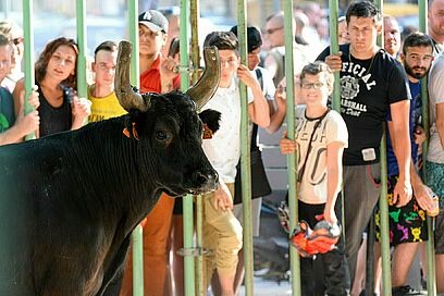 Agrandir l'image, fenêtre modale