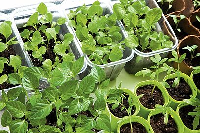 Agrandir l'image, fenêtre modale