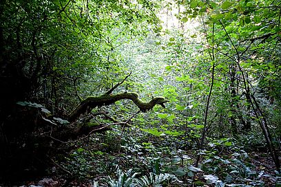Agrandir l'image, fenêtre modale