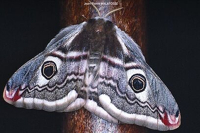 Agrandir l'image, fenêtre modale