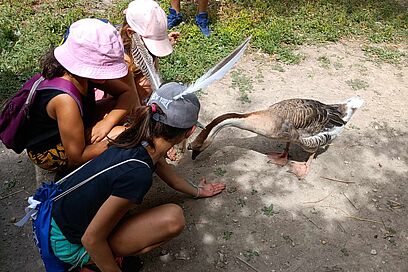 Agrandir l'image, fenêtre modale