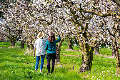 Agrandir l'image, fenêtre modale