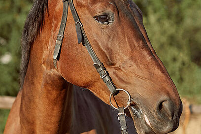 Agrandir l'image, fenêtre modale