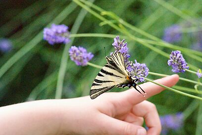 Agrandir l'image, fenêtre modale