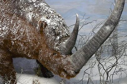 Agrandir l'image, fenêtre modale