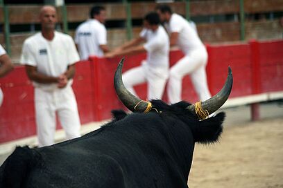 Agrandir l'image, fenêtre modale